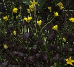 Ranunculus ficaria brazen hussy - 8cm pot 